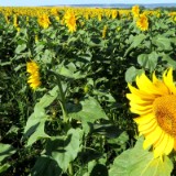 2007H 052 Unstrut Saale Elbe